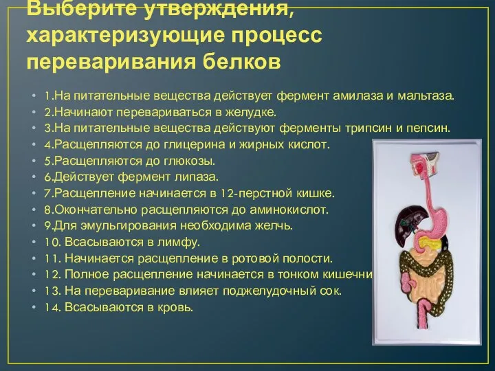 Выберите утверждения, характеризующие процесс переваривания белков 1.На питательные вещества действует фермент