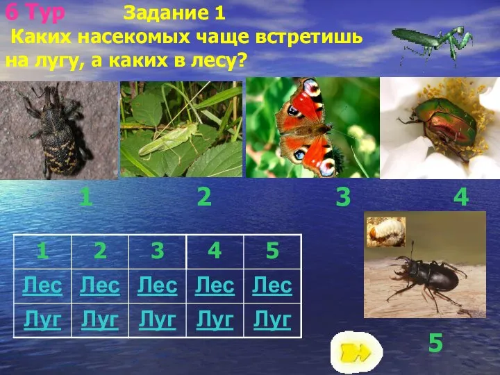 5 1 2 3 4 6 Тур Задание 1 Каких насекомых