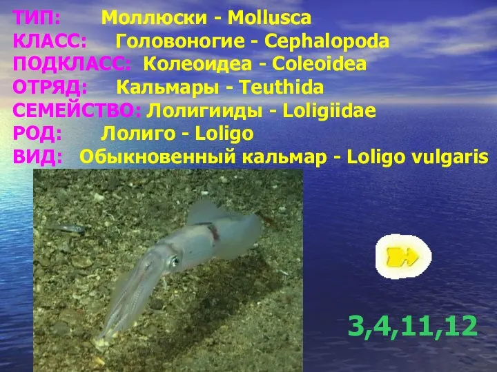 ТИП: Моллюски - Mollusca КЛАСС: Головоногие - Cephalopoda ПОДКЛАСС: Колеоидеа -