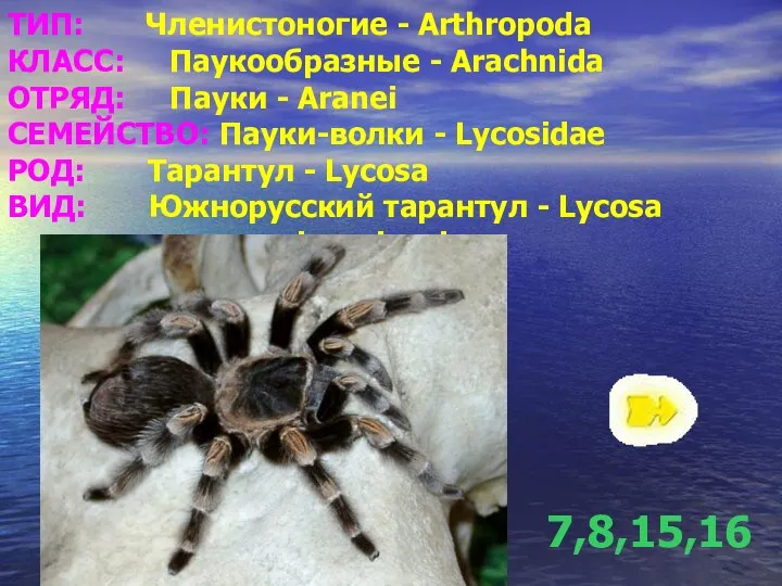 ТИП: Членистоногие - Arthropoda КЛАСС: Паукообразные - Arachnida ОТРЯД: Пауки -