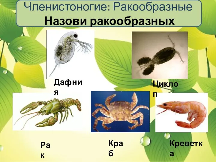 Членистоногие: Ракообразные Назови ракообразных Дафния Циклоп Рак Краб Креветка