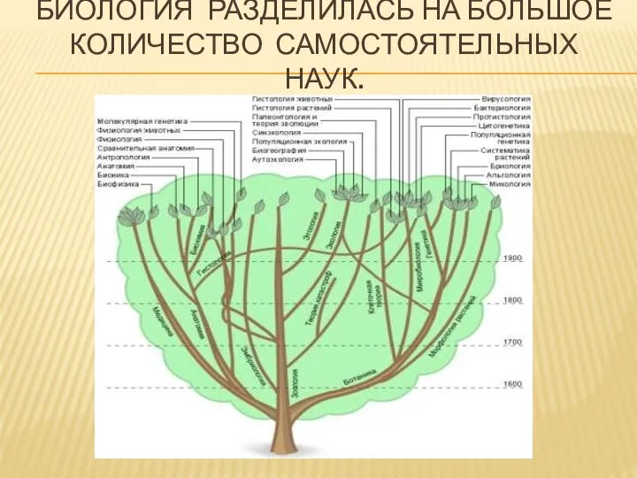 Биология разделилась на большое количество самостоятельных наук.