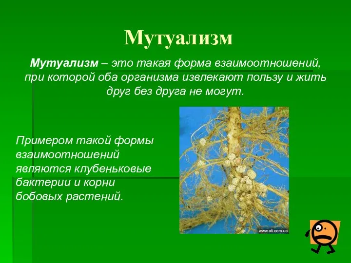 Мутуализм Мутуализм – это такая форма взаимоотношений, при которой оба организма