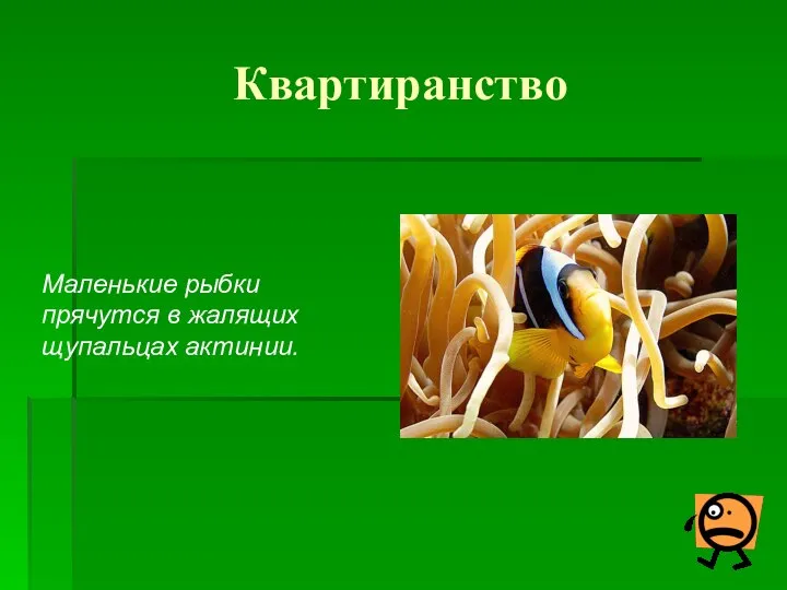 Квартиранство Маленькие рыбки прячутся в жалящих щупальцах актинии.