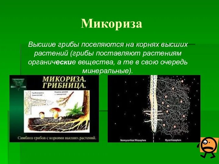 Микориза Высшие грибы поселяются на корнях высших растений (грибы поставляют растениям