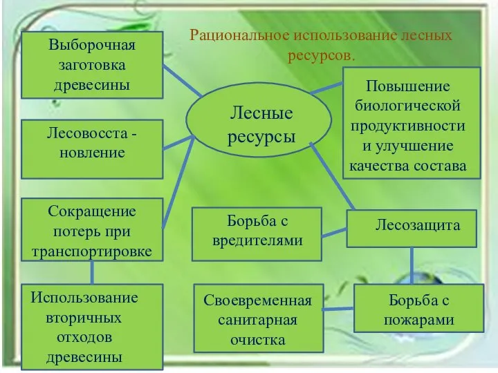 Рациональное использование лесных ресурсов. Лесные ресурсы Выборочная заготовка древесины Лесовосста -