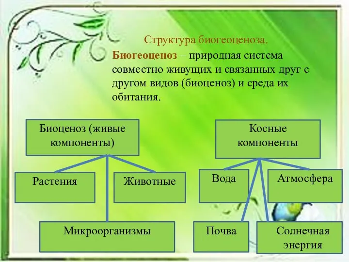 Биогеоценоз – природная система совместно живущих и связанных друг с другом