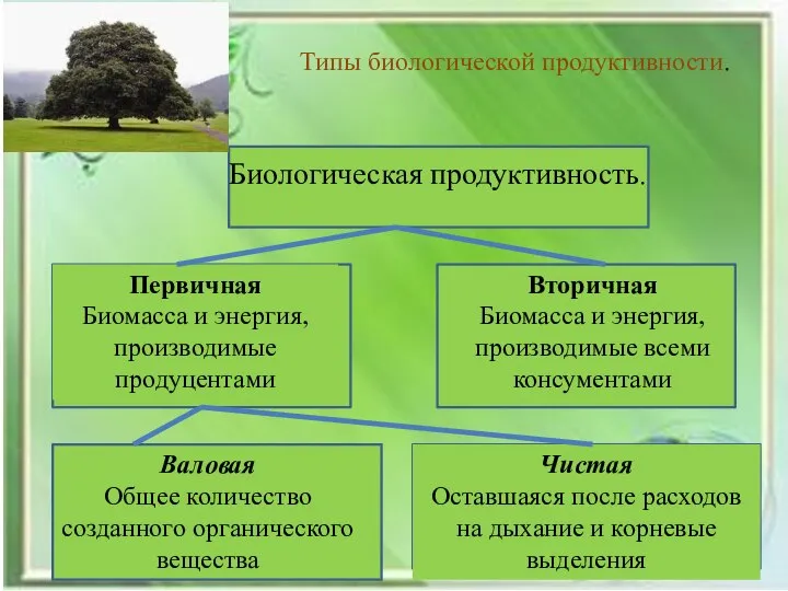 Типы биологической продуктивности. Биологическая продуктивность. Первичная Биомасса и энергия, производимые продуцентами