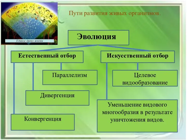 Пути развития живых организмов. Уменьшение видового многообразия в результате уничтожения видов.