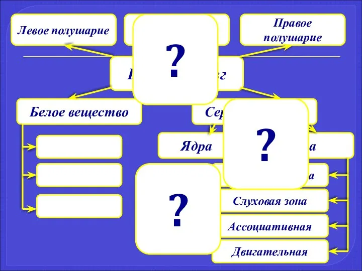 Большой мозг Левое полушарие Мозолистое тело Правое полушарие Серое вещество Белое