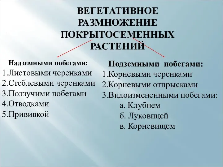 ВЕГЕТАТИВНОЕ РАЗМНОЖЕНИЕ ПОКРЫТОСЕМЕННЫХ РАСТЕНИЙ Надземными побегами: Листовыми черенками Стеблевыми черенками Ползучими