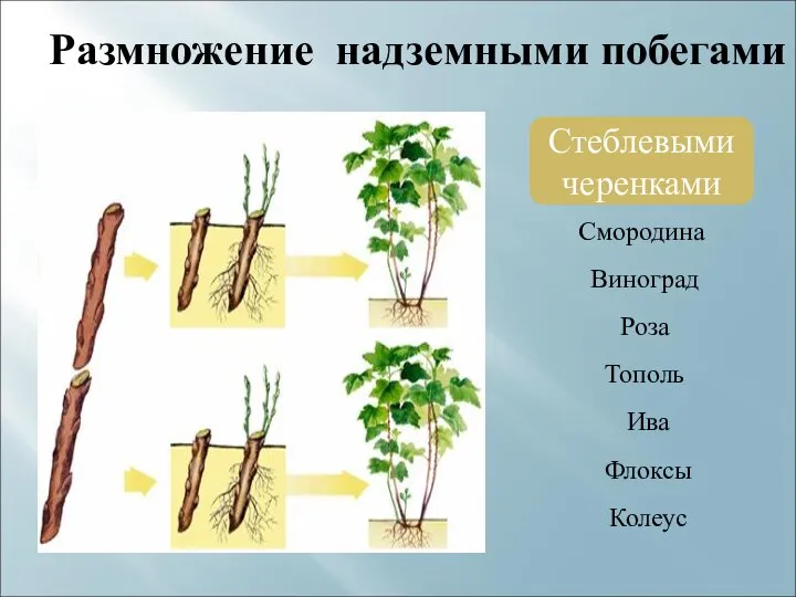 Размножение надземными побегами Стеблевыми черенками Смородина Виноград Роза Тополь Ива Флоксы Колеус