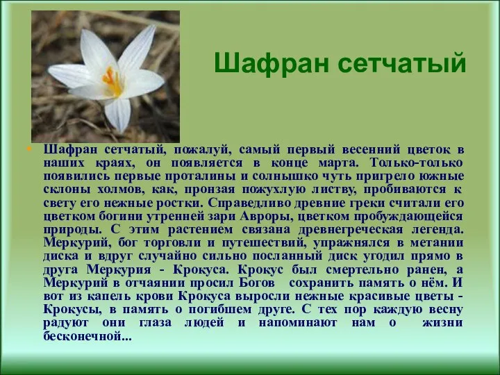 Шафран сетчатый Шафран сетчатый, пожалуй, самый первый весенний цветок в наших