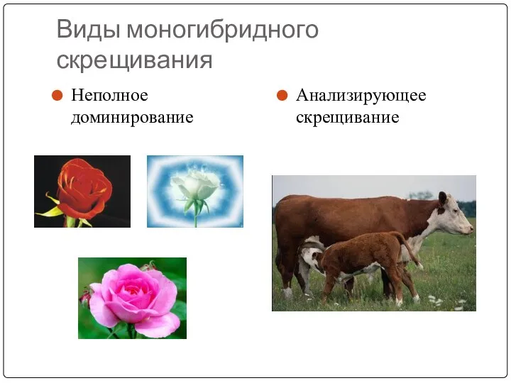 Виды моногибридного скрещивания Неполное доминирование Анализирующее скрещивание