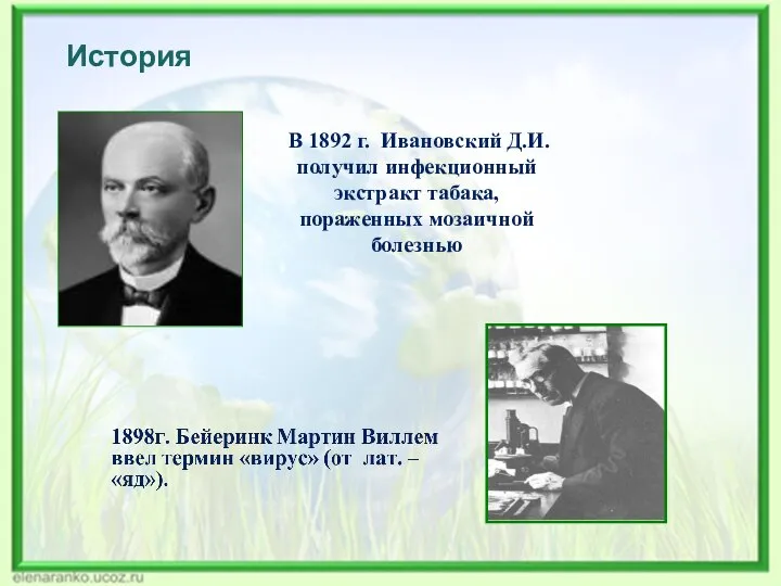 История В 1892 г. Ивановский Д.И. получил инфекционный экстракт табака, пораженных мозаичной болезнью