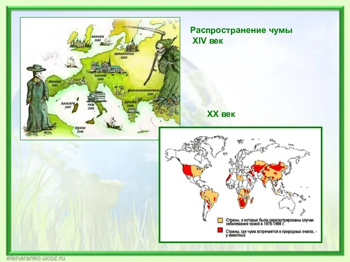 Распространение чумы XIV век ХХ век