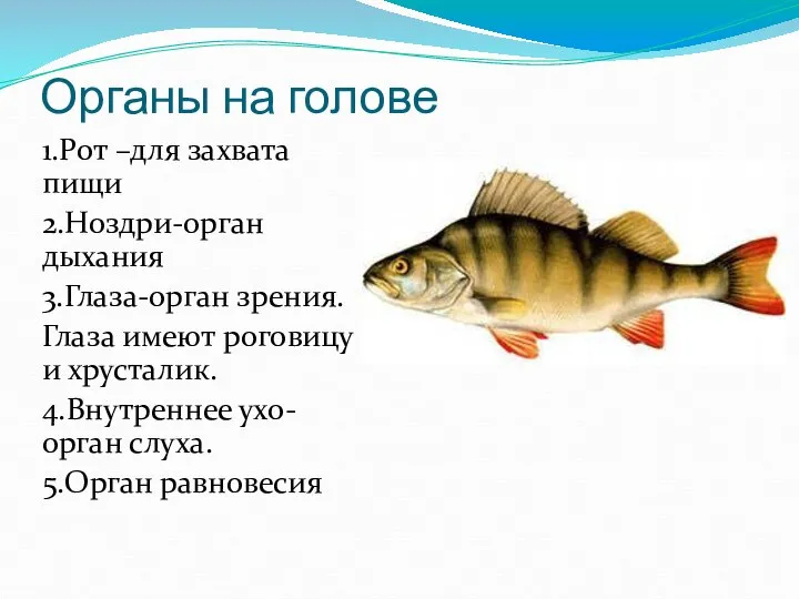 Органы на голове 1.Рот –для захвата пищи 2.Ноздри-орган дыхания 3.Глаза-орган зрения.