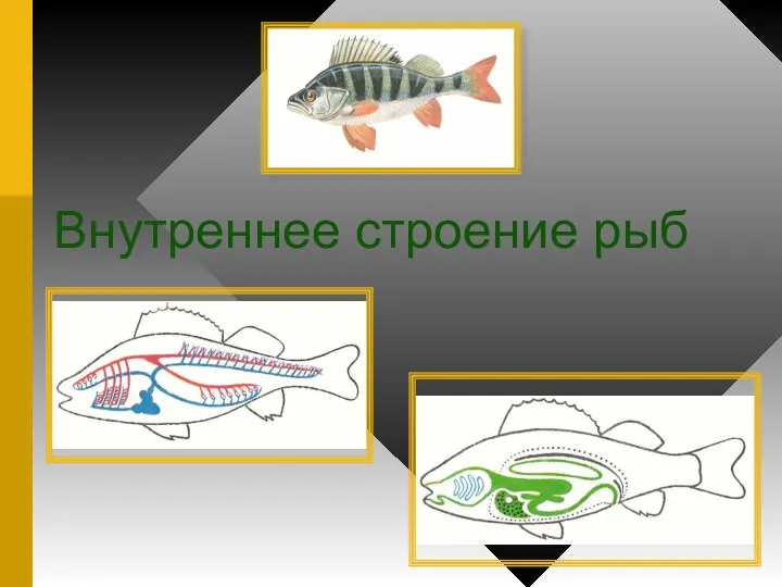 Презентация на тему Внутреннее строение рыб