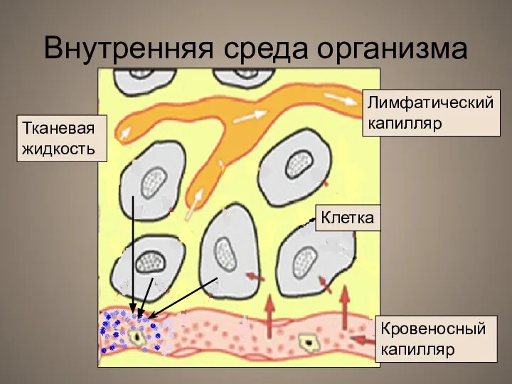 Внутренняя среда организма Лимфатический капилляр Кровеносный капилляр Тканевая жидкость Клетка