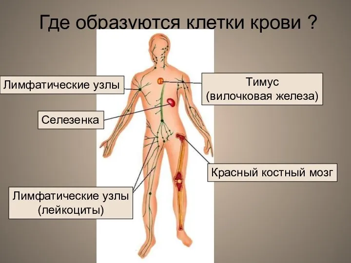 Где образуются клетки крови ? Селезенка Красный костный мозг Тимус (вилочковая