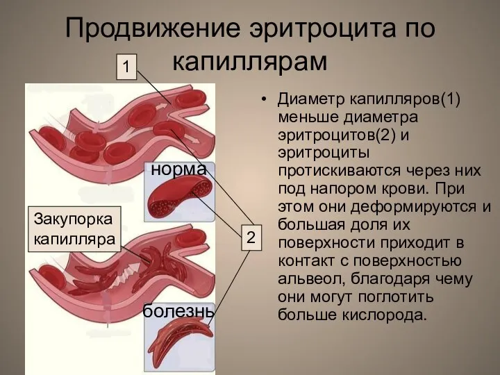 Продвижение эритроцита по капиллярам Диаметр капилляров(1) меньше диаметра эритроцитов(2) и эритроциты