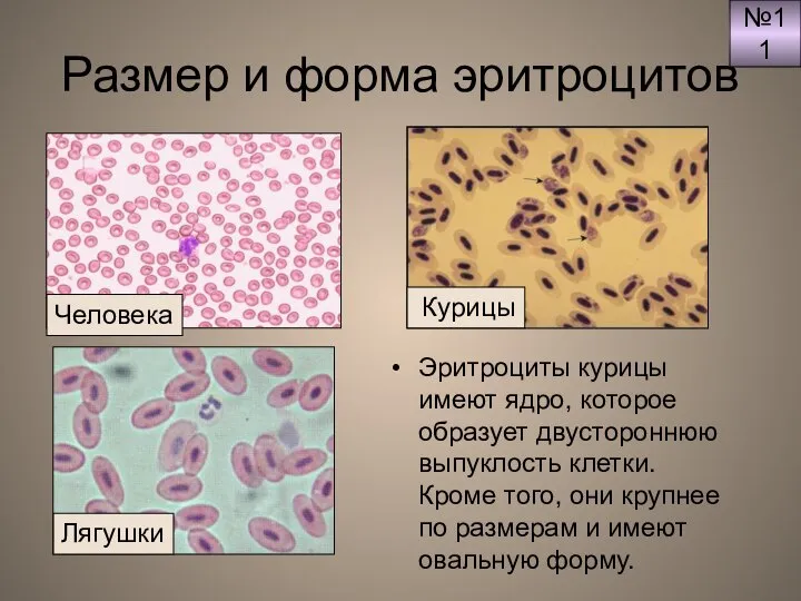 Размер и форма эритроцитов Эритроциты курицы имеют ядро, которое образует двустороннюю