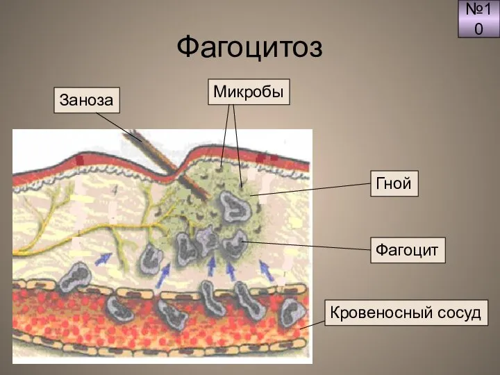 Фагоцитоз №10