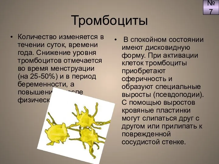 Тромбоциты Количество изменяется в течении суток, времени года. Снижение уровня тромбоцитов