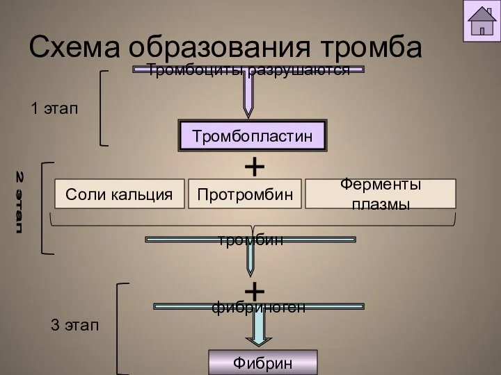 Схема образования тромба Тромбоциты разрушаются Тромбопластин тромбин Фибрин фибриноген 1 этап 3 этап 2 этап