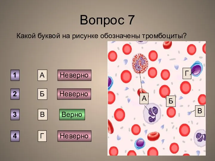 Вопрос 7 Какой буквой на рисунке обозначены тромбоциты? А Б В