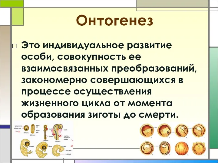 Онтогенез Это индивидуальное развитие особи, совокупность ее взаимосвязанных преобразований, закономерно совершающихся