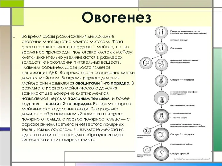 Овогенез Во время фазы размножения диплоидные овогонии многократно делятся митозом. Фаза