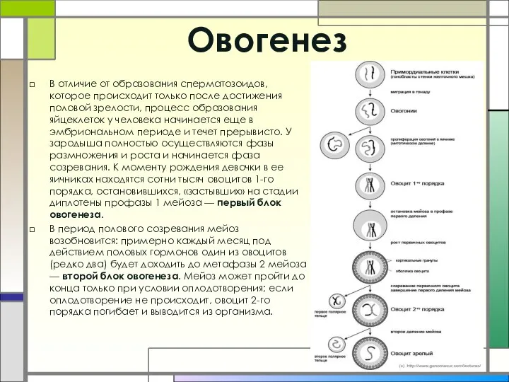 Овогенез В отличие от образования сперматозоидов, которое происходит только после достижения