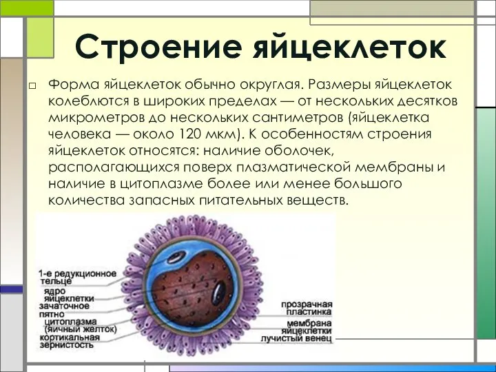 Строение яйцеклеток Форма яйцеклеток обычно округлая. Размеры яйцеклеток колеблются в широких