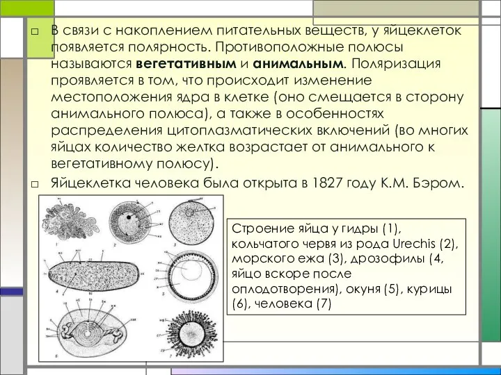 В связи с накоплением питательных веществ, у яйцеклеток появляется полярность. Противоположные