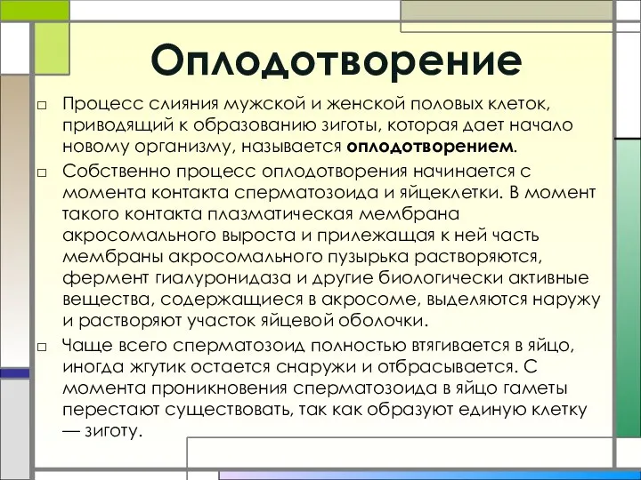 Оплодотворение Процесс слияния мужской и женской половых клеток, приводящий к образованию