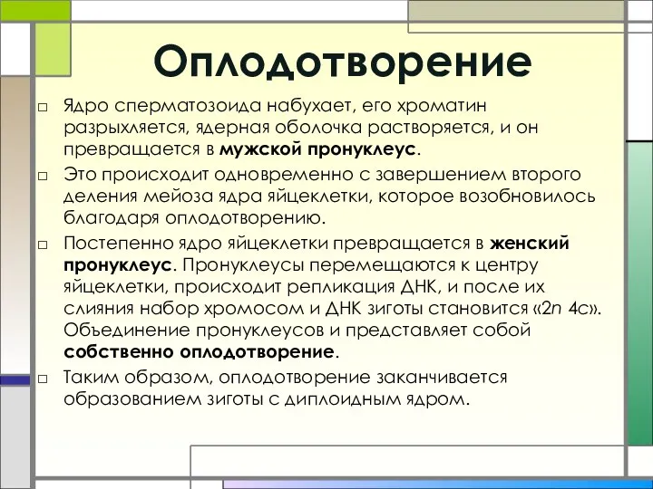 Оплодотворение Ядро сперматозоида набухает, его хроматин разрыхляется, ядерная оболочка растворяется, и