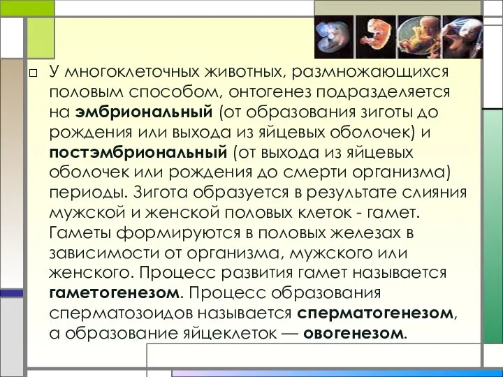 У многоклеточных животных, размножающихся половым способом, онтогенез подразделяется на эмбриональный (от