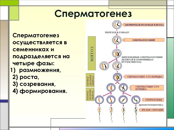 Cперматогенез Сперматогенез осуществляется в семенниках и подразделяется на четыре фазы: размножения,