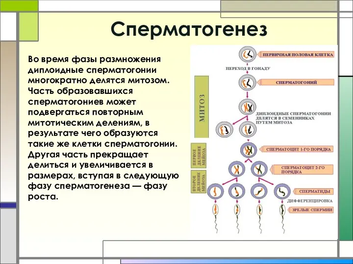 Cперматогенез Во время фазы размножения диплоидные сперматогонии многократно делятся митозом. Часть