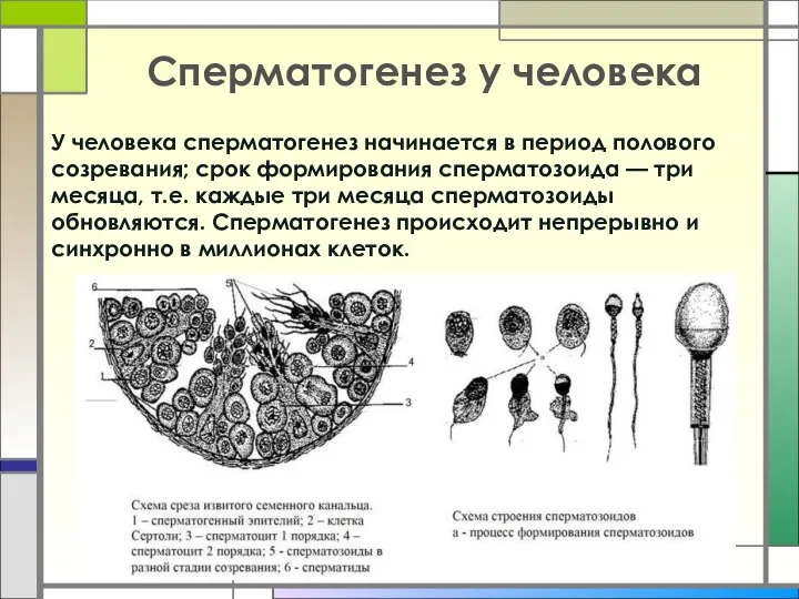 У человека сперматогенез начинается в период полового созревания; срок формирования сперматозоида