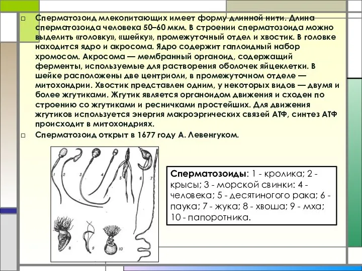 Сперматозоид млекопитающих имеет форму длинной нити. Длина сперматозоида человека 50–60 мкм.