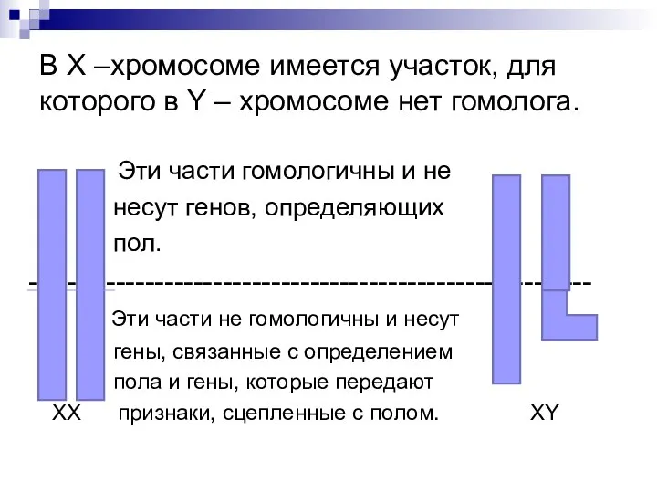 В Х –хромосоме имеется участок, для которого в Y – хромосоме