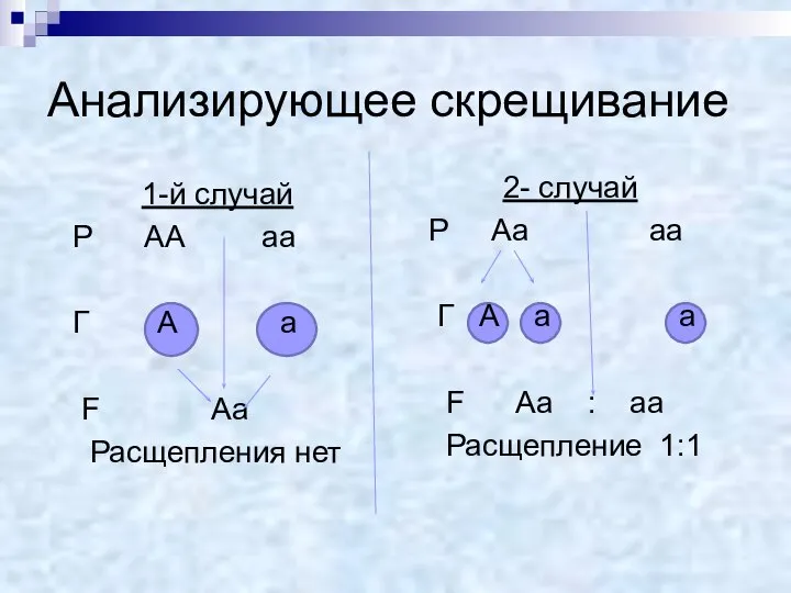 Анализирующее скрещивание 1-й случай Р АА аа Г А а F