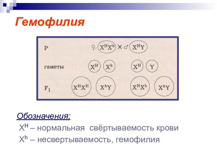 Гемофилия Обозначения: ХН – нормальная свёртываемость крови Xh – несвертываемость, гемофилия