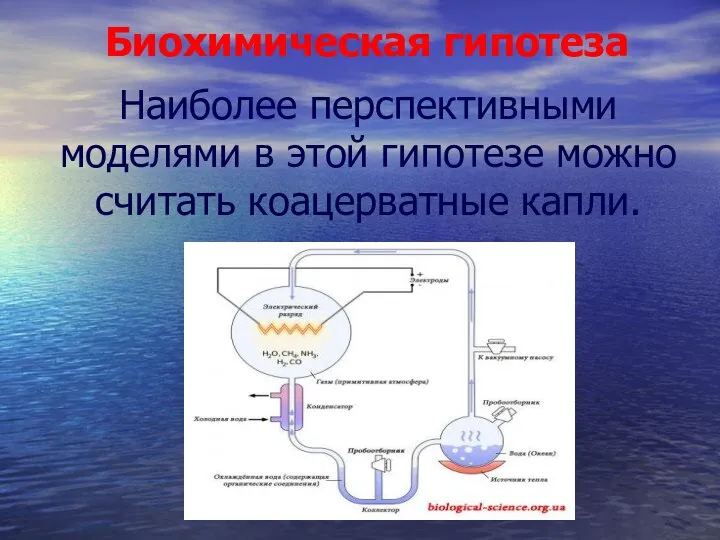 Биохимическая гипотеза Наиболее перспективными моделями в этой гипотезе можно считать коацерватные капли.