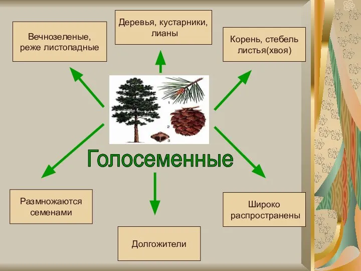 Голосеменные Размножаются семенами Долгожители Широко распространены Вечнозеленые, реже листопадные Деревья, кустарники, лианы Корень, стебель листья(хвоя)