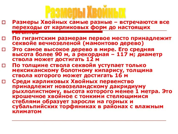 Размеры Хвойных самые разные – встречаются все переходы от карликовых форм