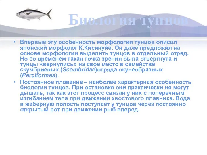 Биология тунцов Впервые эту особенность морфологии тунцов описал японский морфолог К.Кисинуйе.