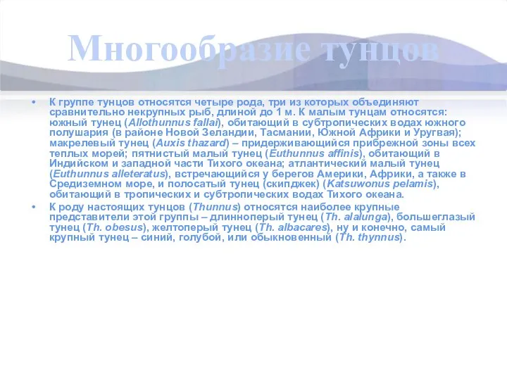 Многообразие тунцов К группе тунцов относятся четыре рода, три из которых